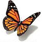 PageLines-ButterflyMobileImage.jpg